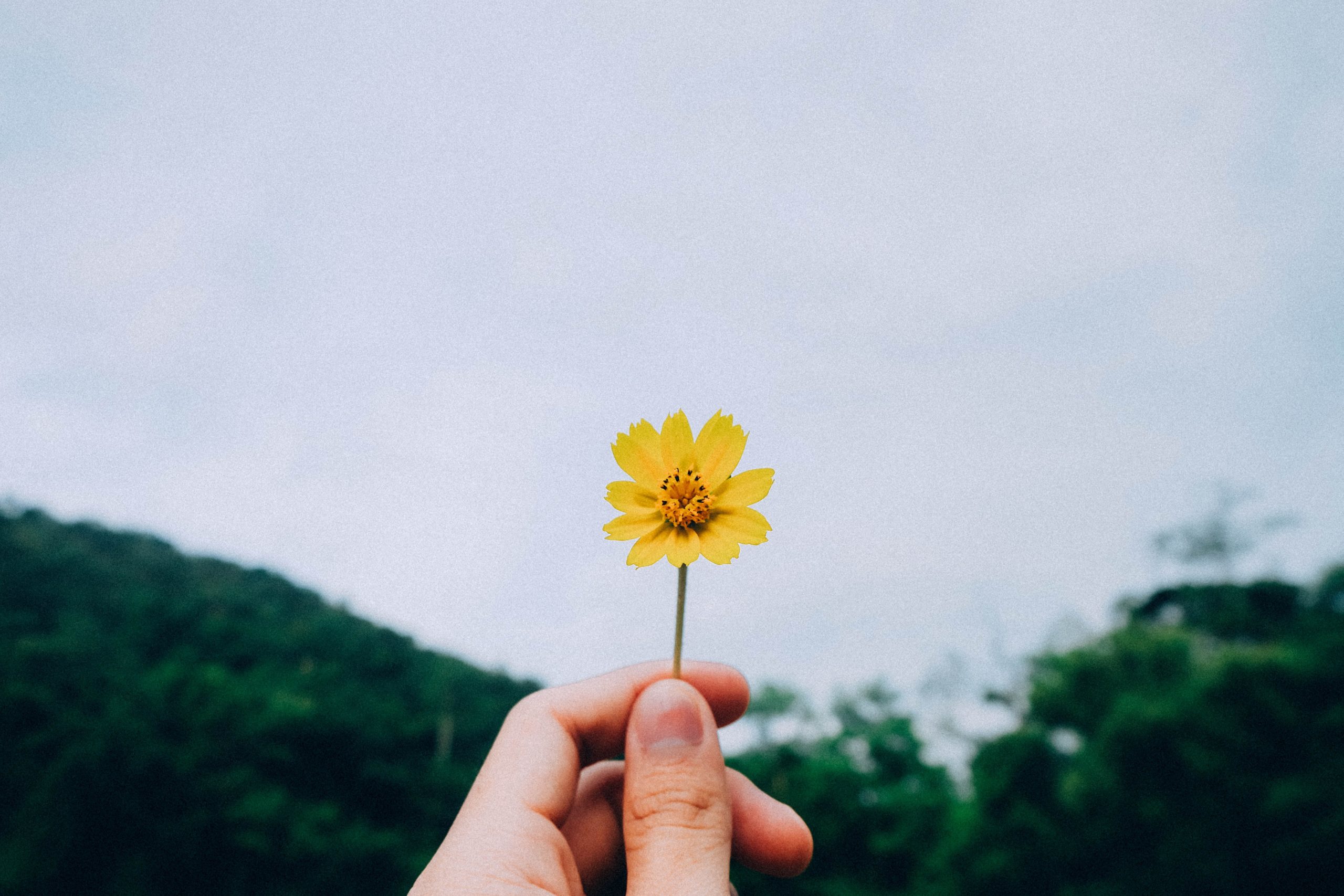 kawin-harasai-221616-unsplash